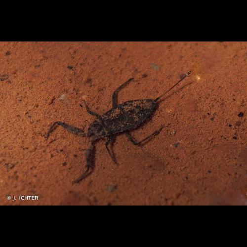 <i>Nepa cinerea</i> Linnaeus, 1758 © J. ICHTER