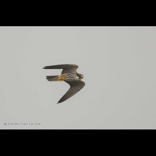 <i>Falco subbuteo</i> Linnaeus, 1758 © Pierre-Yves Le Bail