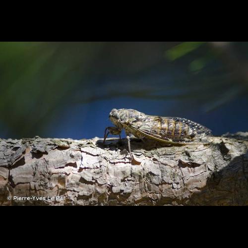 <i>Cicada orni</i> Linnaeus, 1758 © Pierre-Yves Le Bail