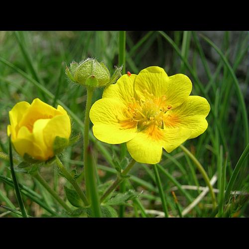 Potentilla crantzii (Crantz) Beck ex Fritsch, 1897 © VILLARET Jean-Charles