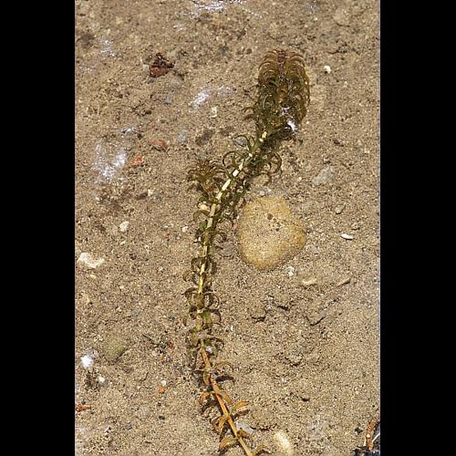Elodea nuttalii (Planchon) St. John &copy; BONNET Véronique
