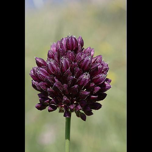 Allium rotundum L Stearn © PACHES Gilles