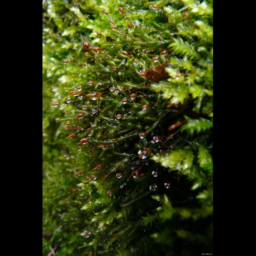 Homalia trichomanoides (Hedw.) Brid. © GARRAUD Luc