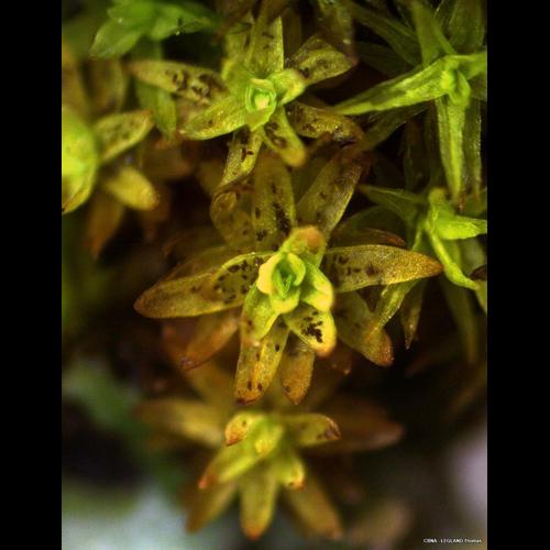 Orthotrichum obtusifolium Brid. © LEGLAND Thomas