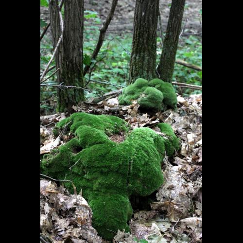 Leucobryum juniperoideum (Brid.) Mull.Hal. © LEGLAND Thomas