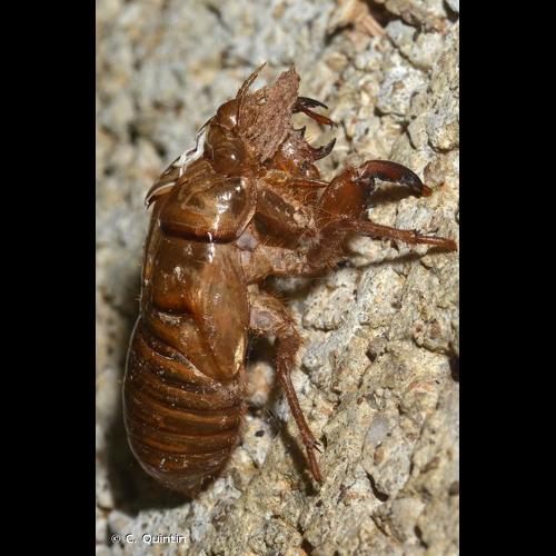 <i>Tibicina haematodes</i> (Scopoli, 1763) © C. Quintin