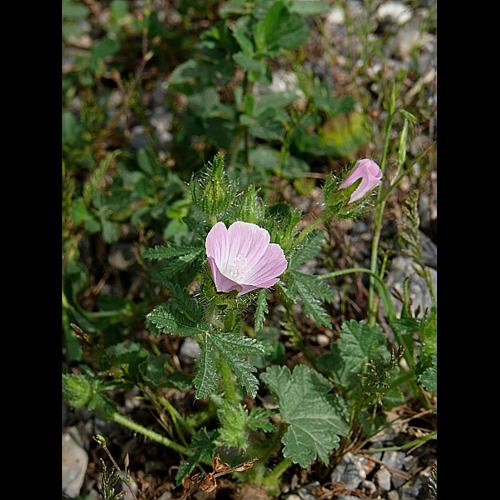 Althaea hirsuta L. © MIKOLAJCZAK Alexis