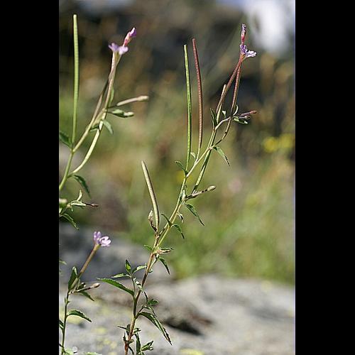 Epilobium collinum C.C. Gmelin &copy; PACHES Gilles