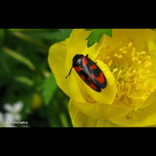 <i>Cercopis vulnerata</i> Rossi, 1807 © F. Michalke