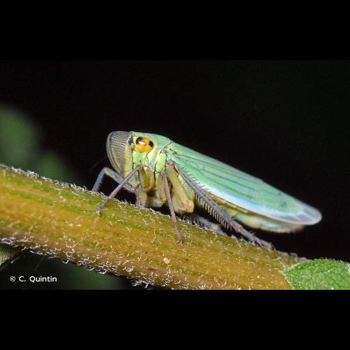 <i>Cicadella viridis</i> (Linnaeus, 1758) © C. Quintin