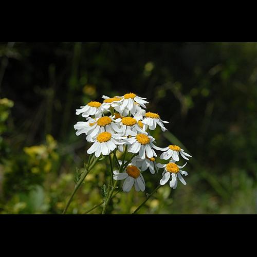 Tanacetum corymbosum (L.) Schultz Bip. © DALMAS Jean-Pierre