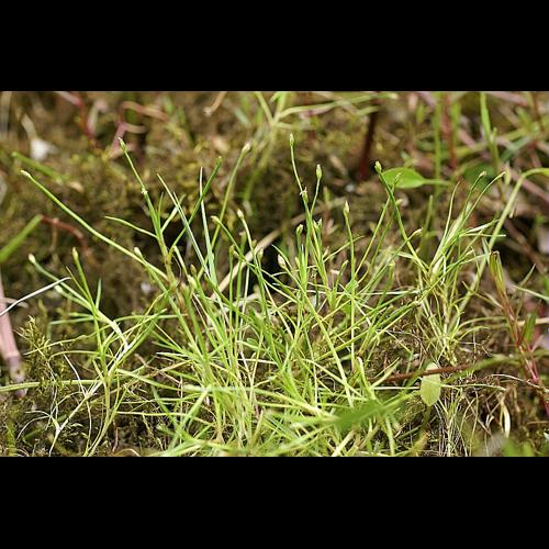 Eleogiton fluitans (L.) Link &copy; PACHES Gilles