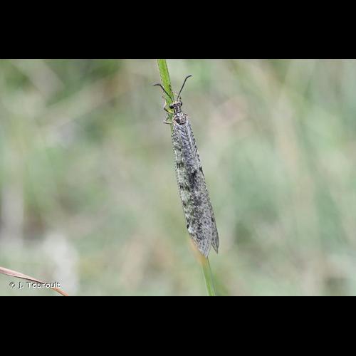 <i>Distoleon tetragrammicus</i> (Fabricius, 1798) © J. Touroult