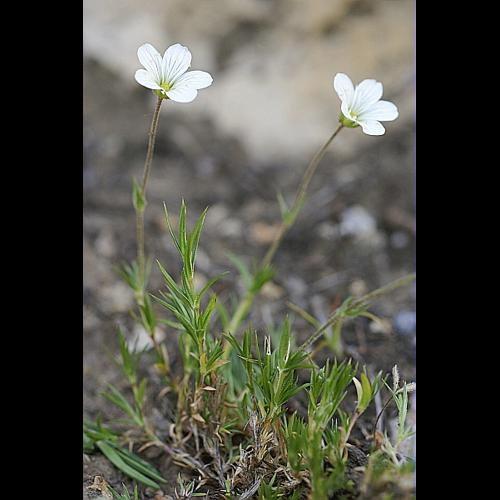 Arenaria grandiflora L. &copy; PACHES Gilles