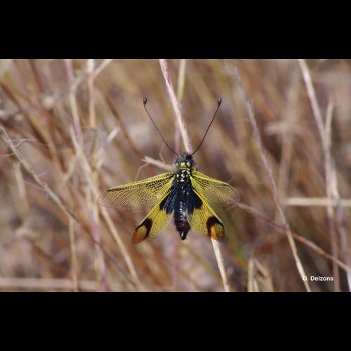 <i>Libelloides longicornis</i> (Linnaeus, 1764) © O. Delzons