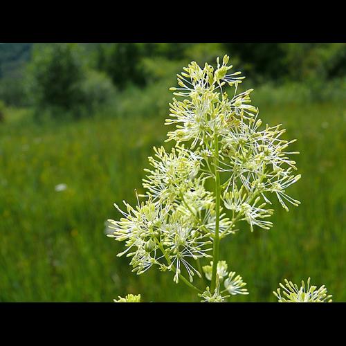 Thalictrum flavum L. © BONNET Véronique