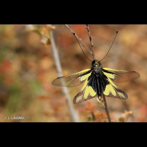 <i>Libelloides coccajus</i> (Denis & Schiffermüller, 1775) &copy; J. LAIGNEL