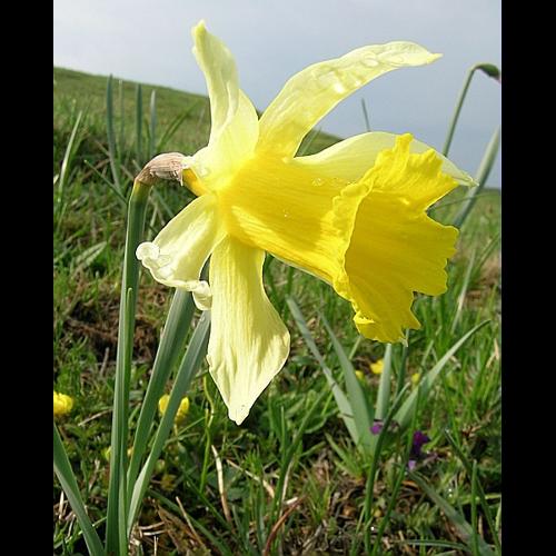 Narcissus pseudonarcissus L. &copy; VILLARET Jean-Charles