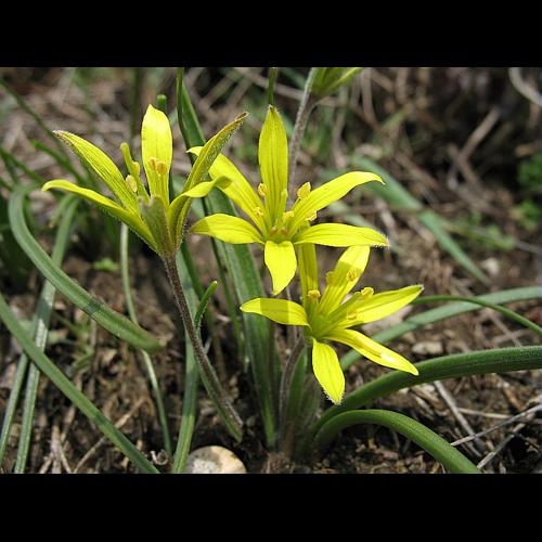 Gagea villosa (M. Bieb.) Sweet © BILLARD Gilbert