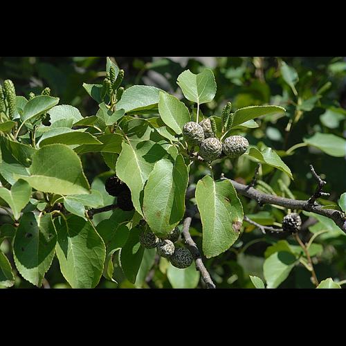 Alnus cordata (Loisel.) Duby © DALMAS Jean-Pierre