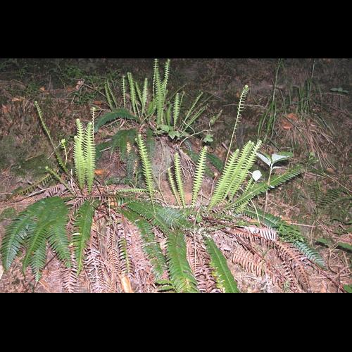 Blechnum spicant (L.) Roth © VILLARET Jean-Charles