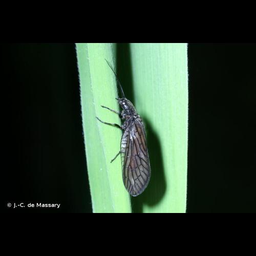 <i>Sialis lutaria</i> (Linnaeus, 1758) © J.-C. de Massary