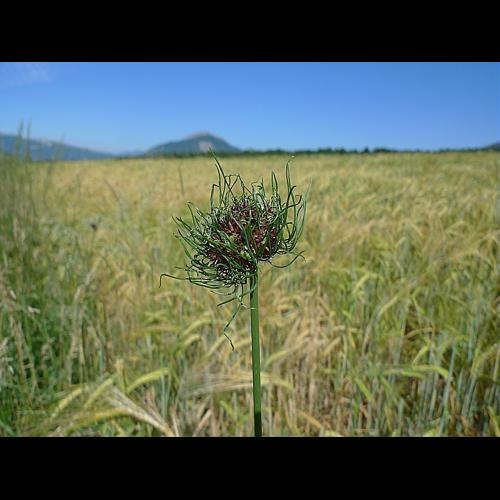 Allium vineale L. © ABDULHAK Sylvain