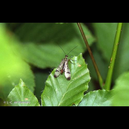 <i>Panorpa communis</i> Linnaeus, 1758 © J.-C. de Massary
