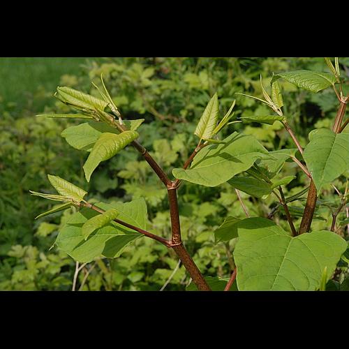 Reynoutria sachalinensis (F.Schmidt) Nakai, 1922 © DALMAS Jean-Pierre