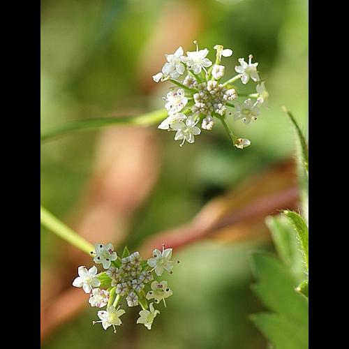 Apium repens (Jacq.) Lag. © BONNET Véronique