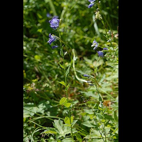 Campanula rhomboidalis L. © DALMAS Jean-Pierre