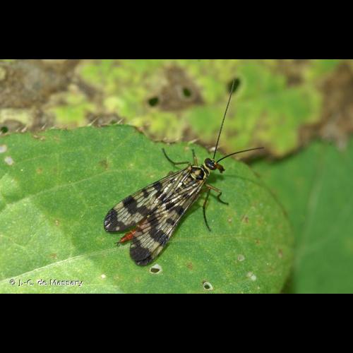 <i>Panorpa vulgaris</i> Imhoff & Labram, 1845 © J.-C. de Massary