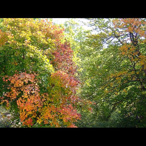 Acer opalus Miller © DALMAS Jean-Pierre