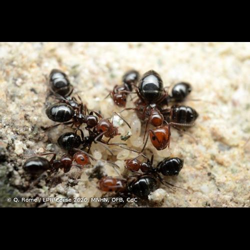 <i>Camponotus lateralis</i> (Olivier, 1792) © Q. Rome / LPR Corse 2020, MNHN, OFB, CdC