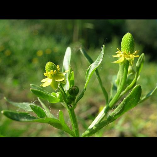 Ranunculus sceleratus L. subsp. sceleratus © VILLARET Jean-Charles