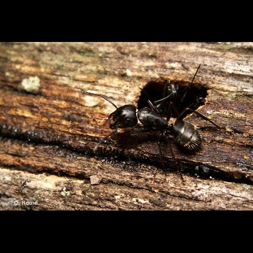 <i>Camponotus vagus</i> (Scopoli, 1763) © Q. Rome
