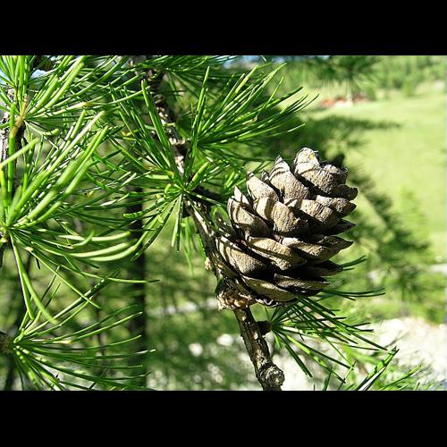 Larix decidua Miller © VILLARET Jean-Charles