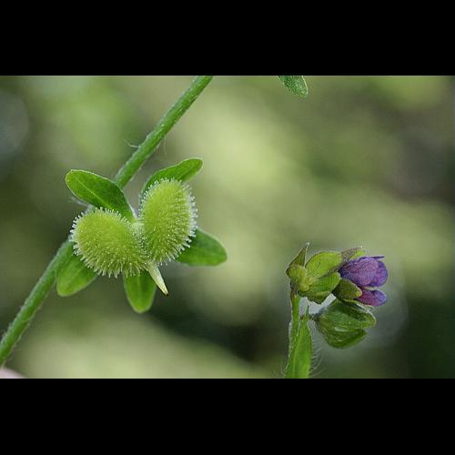 Cynoglossum germanicum Jacq. © PACHES Gilles