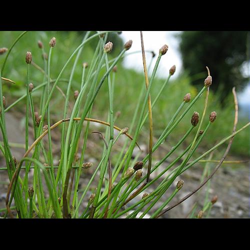 Eleocharis ovata (Roth) Roemer & Schultes &copy; BILLARD Gilbert