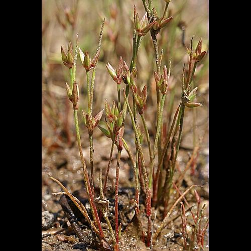 Juncus pygmaeus L.C.M. Richard &copy; PACHES Gilles