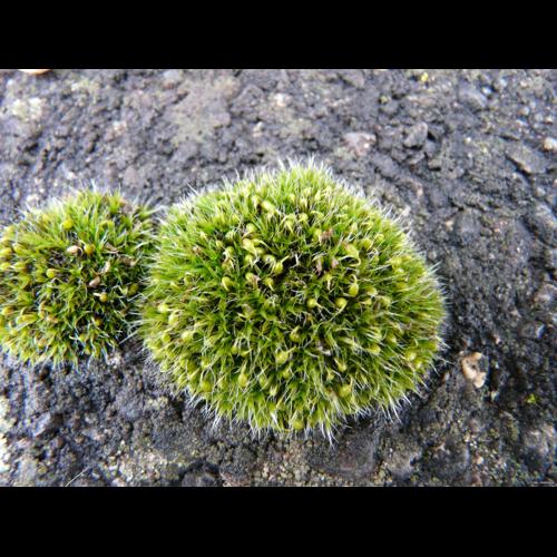 Grimmia pulvinata (Hedw.) Sm. © GARRAUD Luc