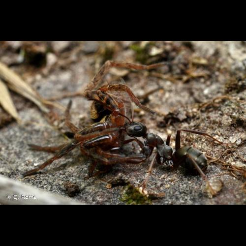 <i>Formica cunicularia</i> Latreille, 1798 © Q. Rome