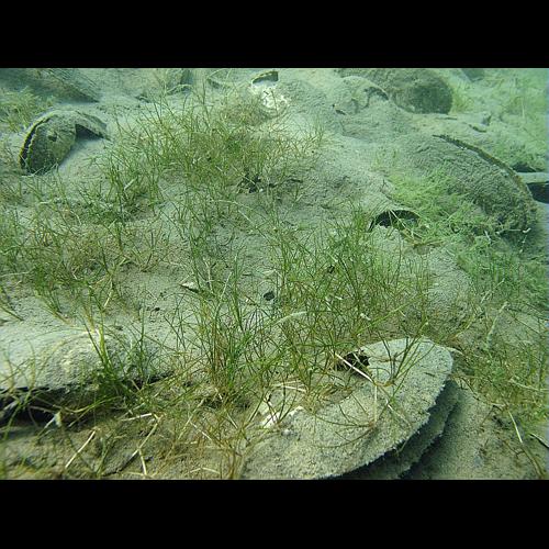 Potamogeton pusillus L. &copy; BILLARD Gilbert