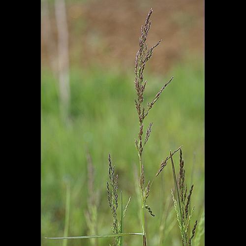 Poa trivialis L., 1753 © PACHES Gilles