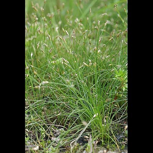 Eleocharis acicularis (L.) Roemer & Schultes &copy; PACHES Gilles