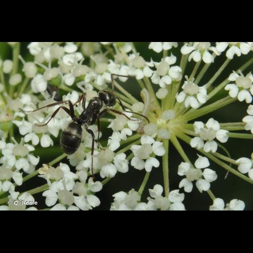 <i>Formica fusca</i> Linnaeus, 1758 © Q. Rome