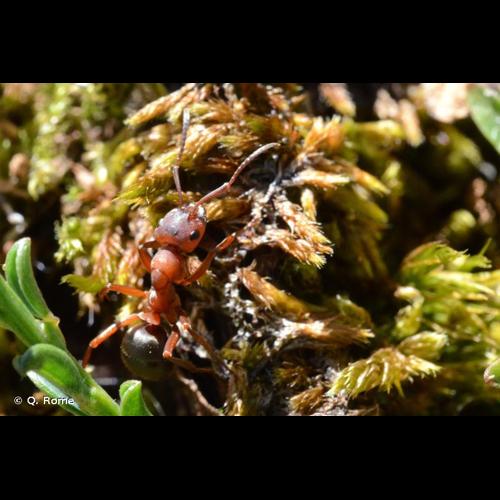 <i>Formica sanguinea</i> Latreille, 1798 © Q. Rome