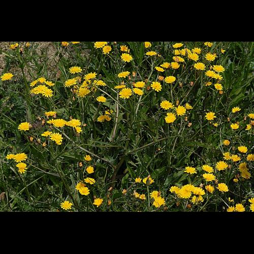 Crepis capillaris (L.) Wallr., 1840 © DALMAS Jean-Pierre