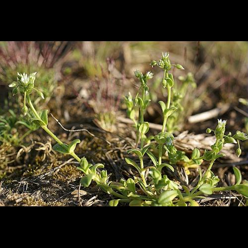 Cerastium semidecandrum L., 1753 © PACHES Gilles