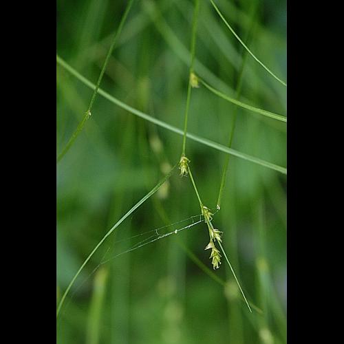 Carex remota L. &copy; DALMAS Jean-Pierre